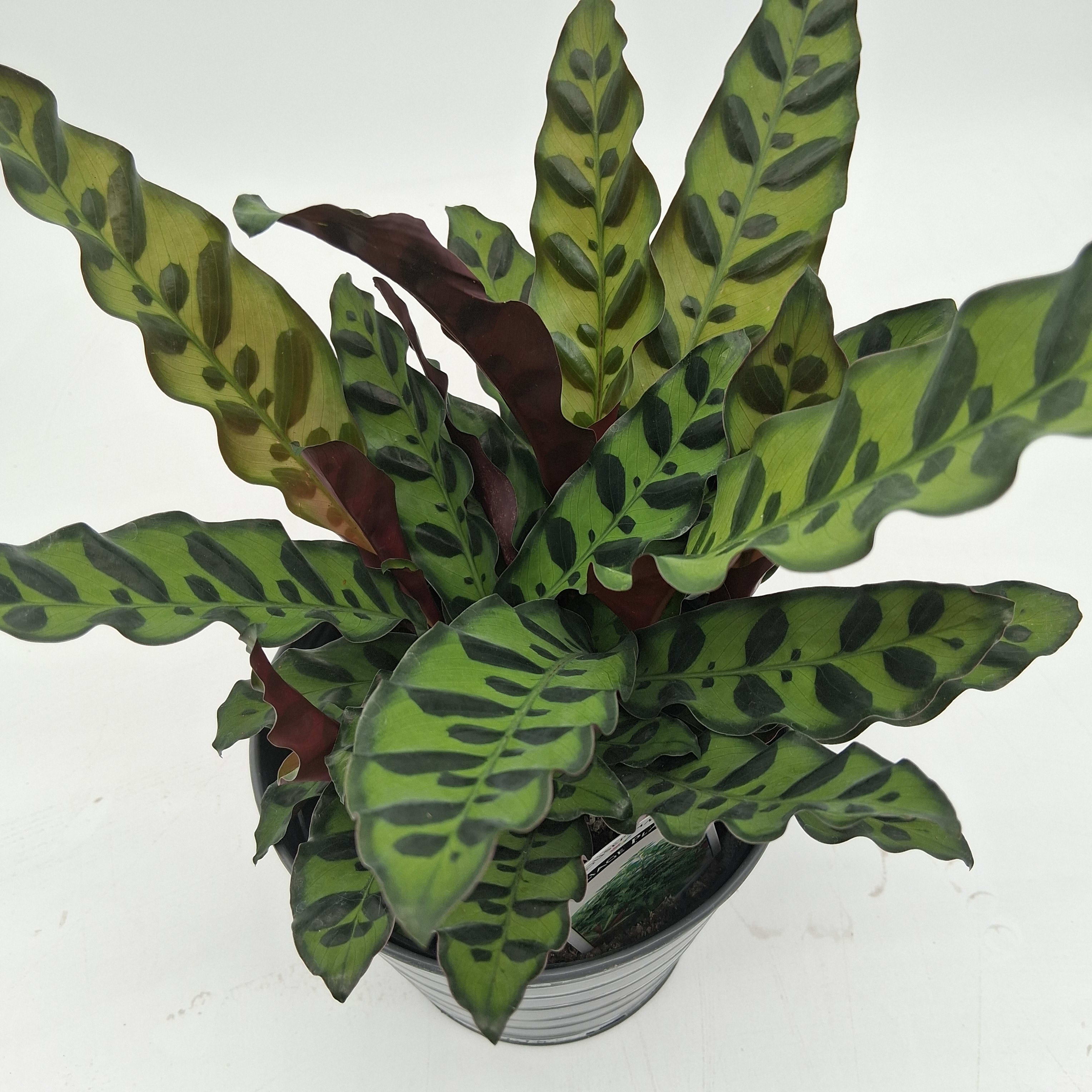 Rattlesnake Calathea Flower Bouquet
