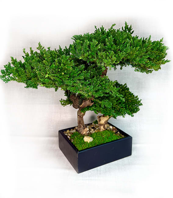 Preserved Triple Monterey Bonsai Flower Bouquet