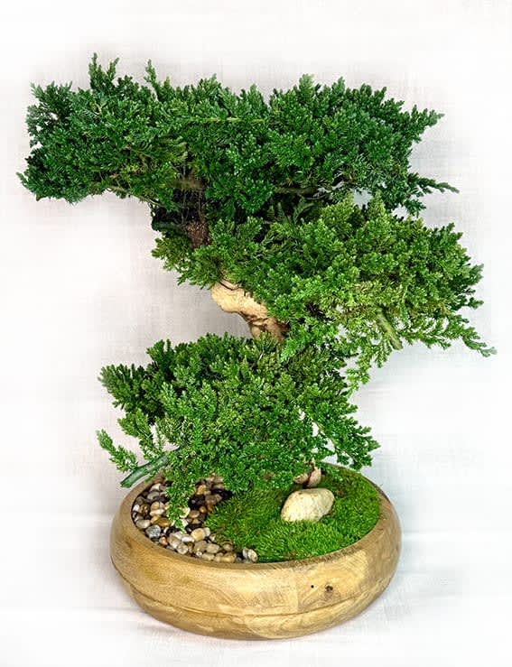 Preserved Triple Bonsai Tree in 13" Mango Wood Bowl Flower Bouquet