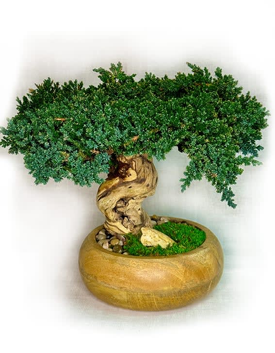 Preserved Bonsai in 8" Mango Wood Bowl Natural