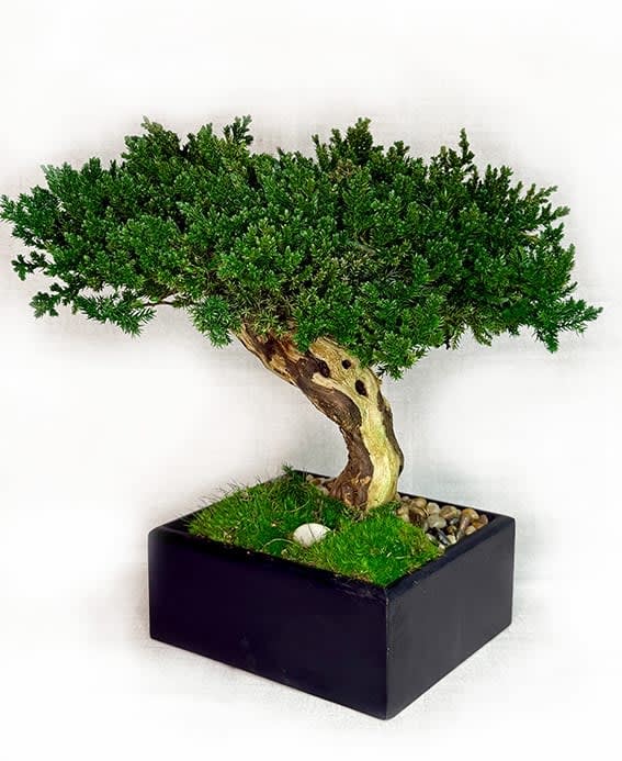 Single Preserved Monterey Bonsai Flower Bouquet