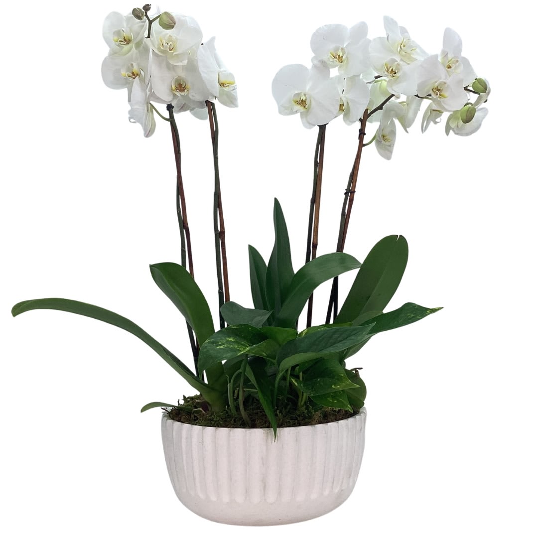 Breathtaking Orchids