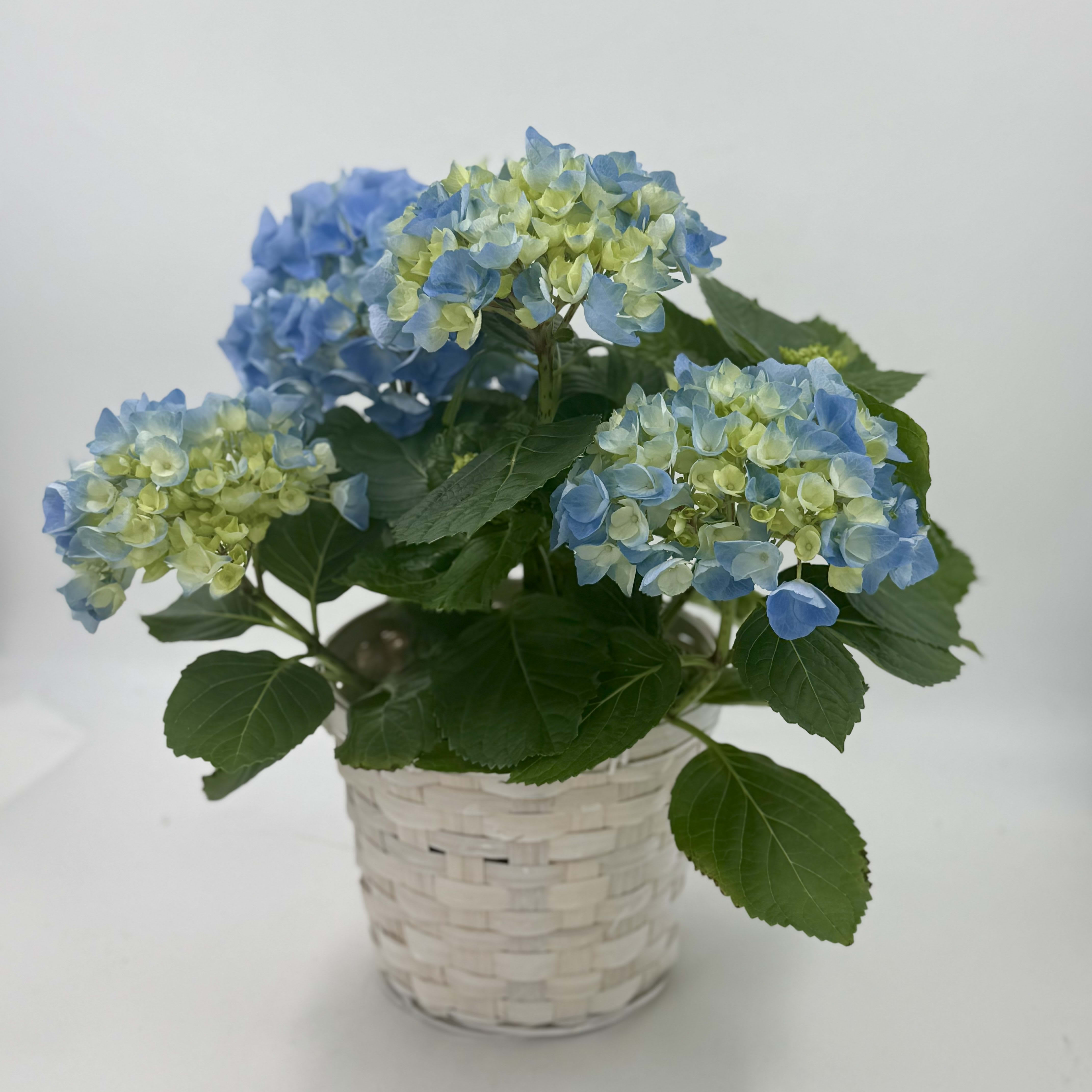 Hydrangea 6" Pot Flower Bouquet