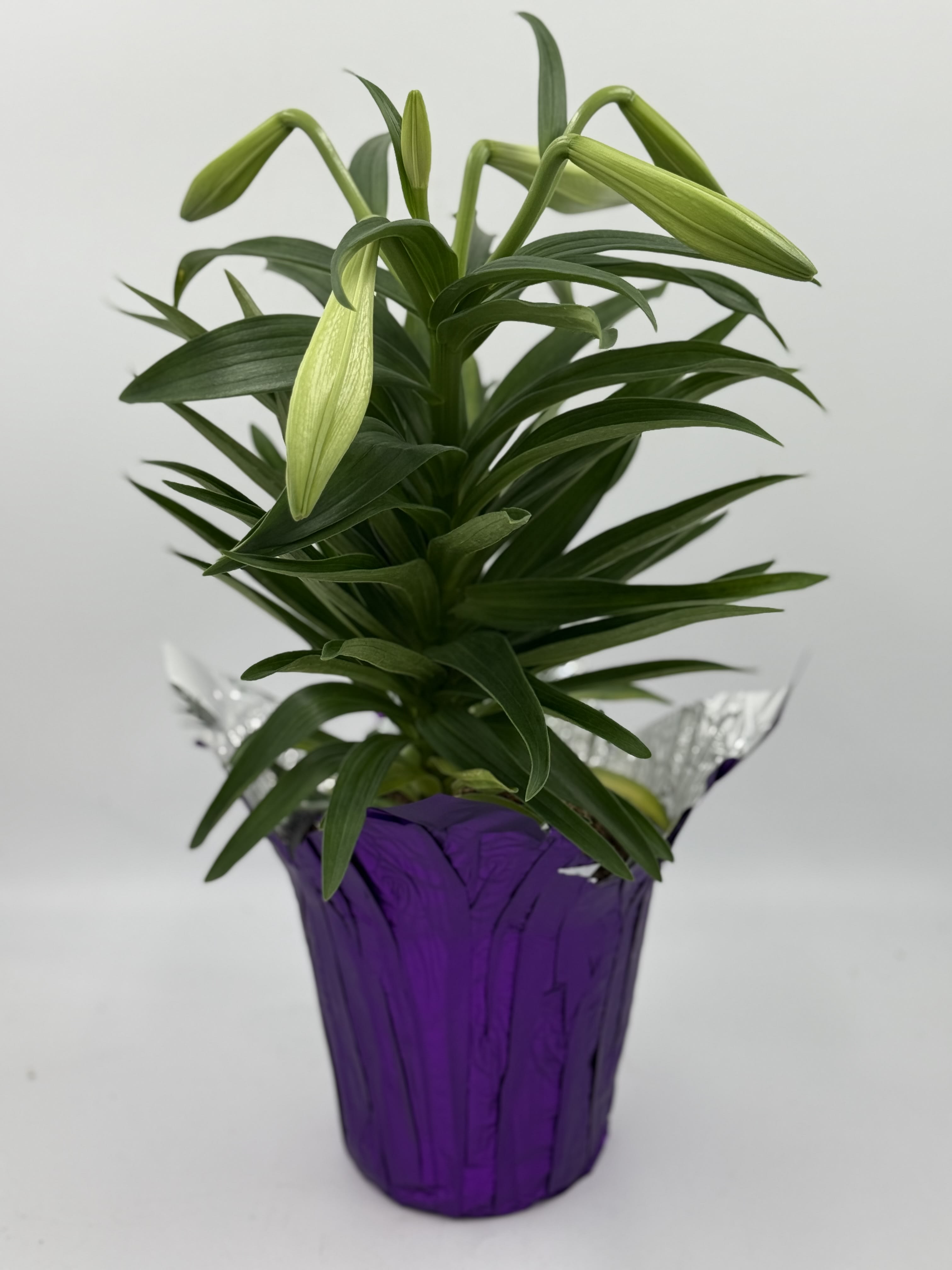 Easter Lily Plant Flower Bouquet