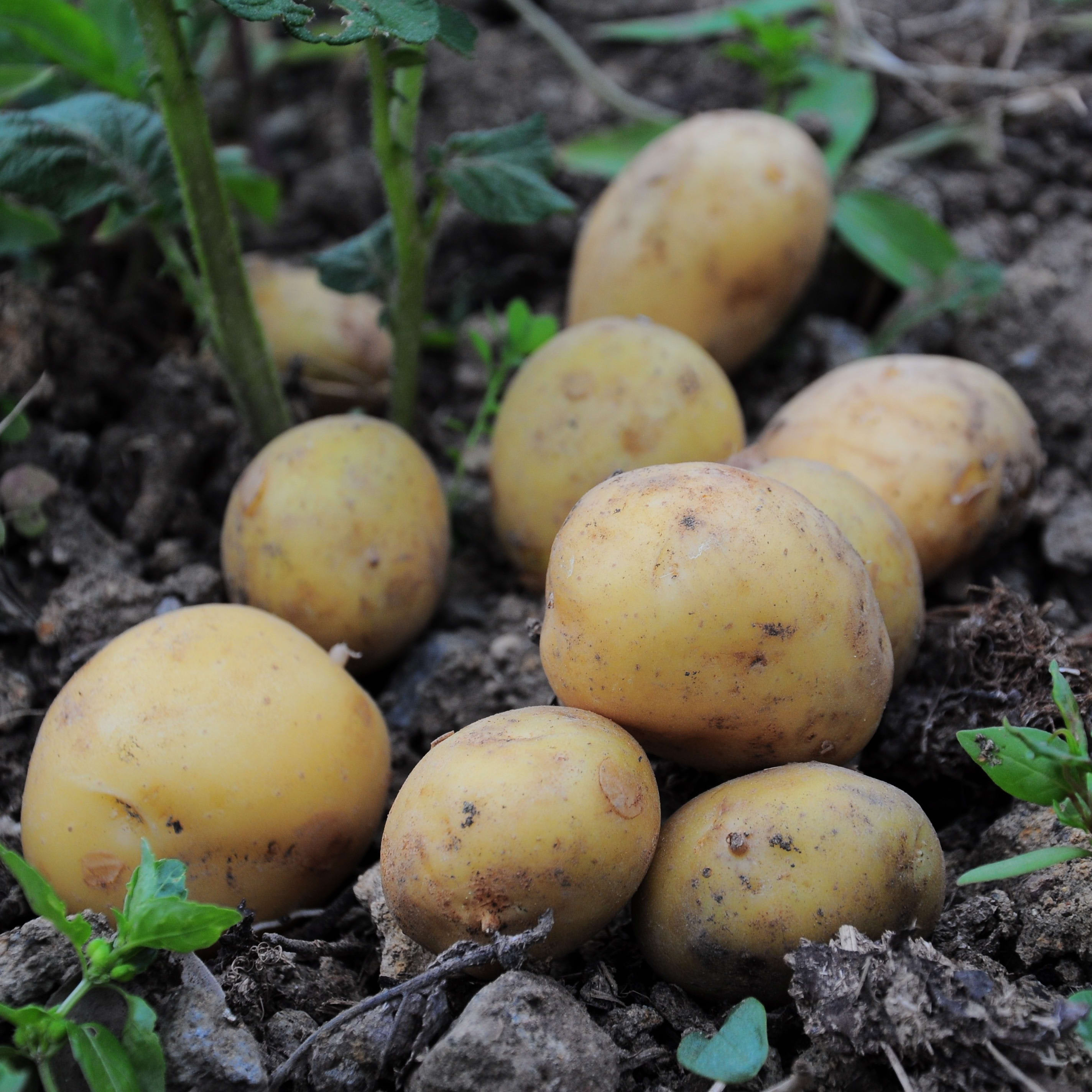 Seed Potatoes