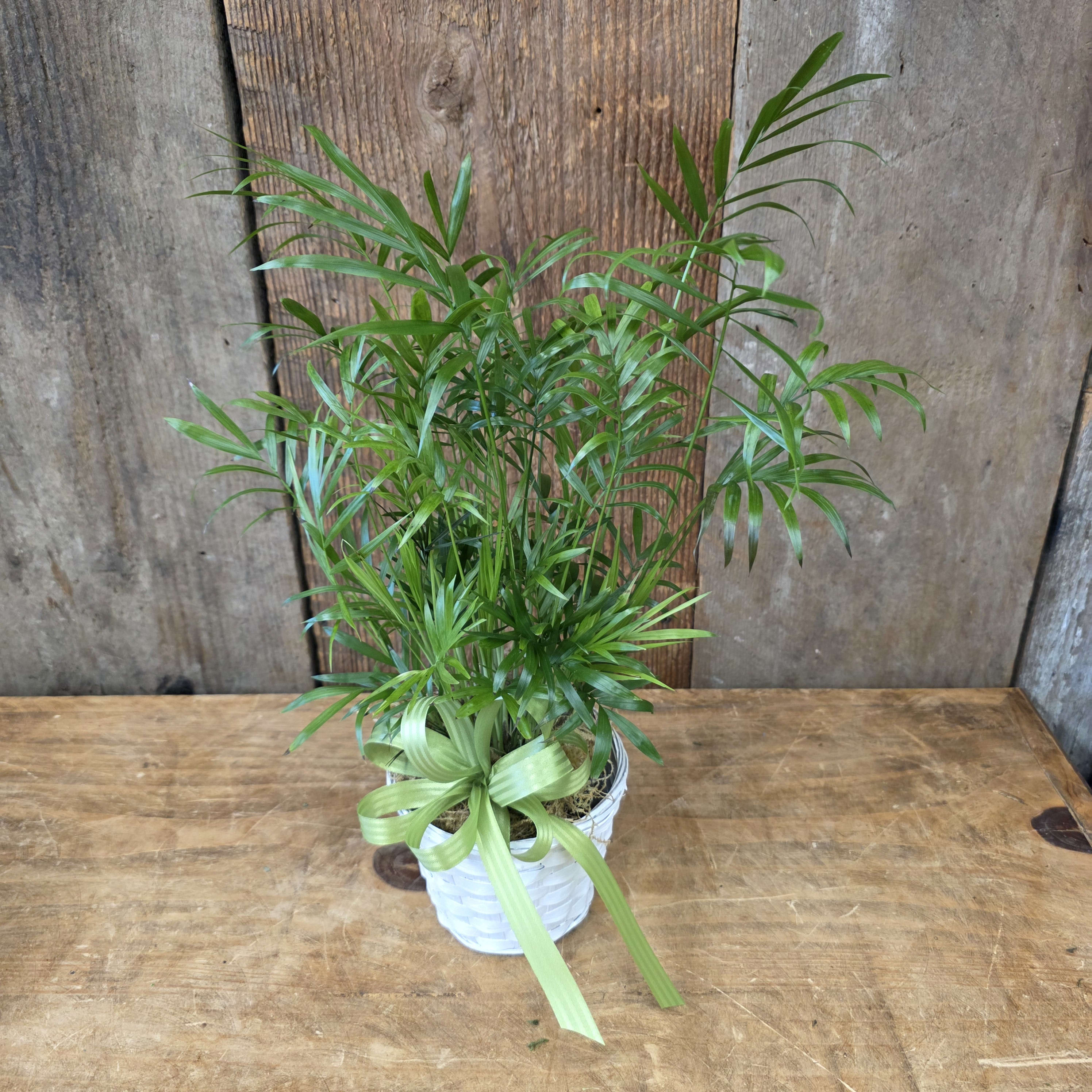Green Plant Basket 4"