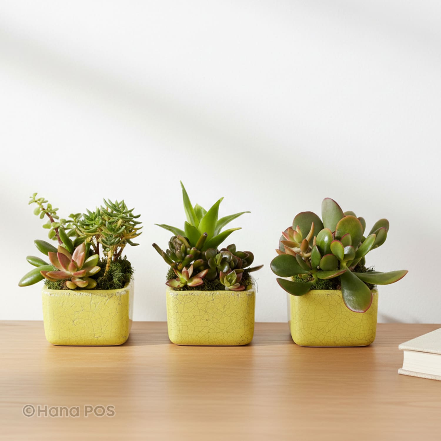 Succulents Trio Flower Bouquet