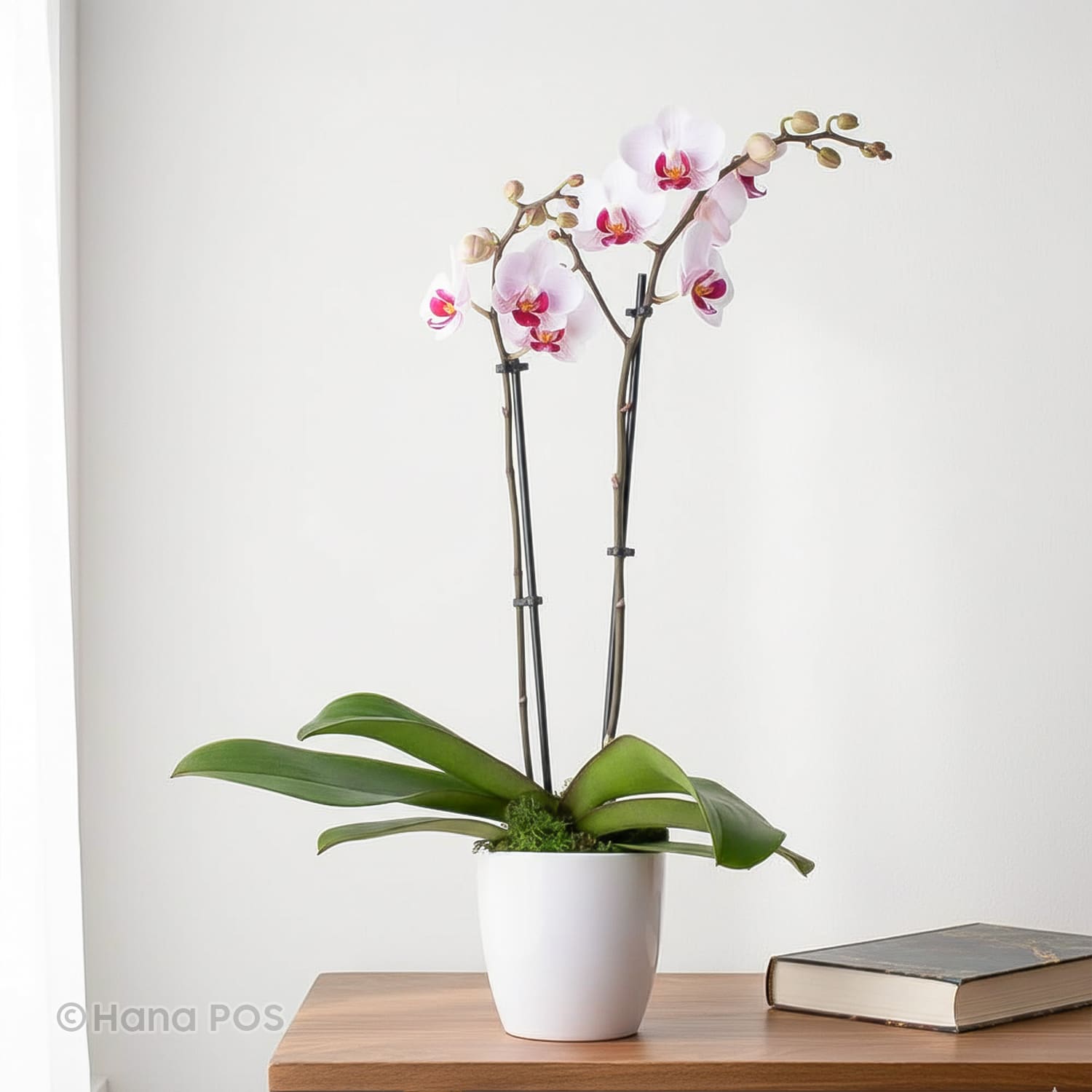 Enchanting Orchid Plant Flower Bouquet