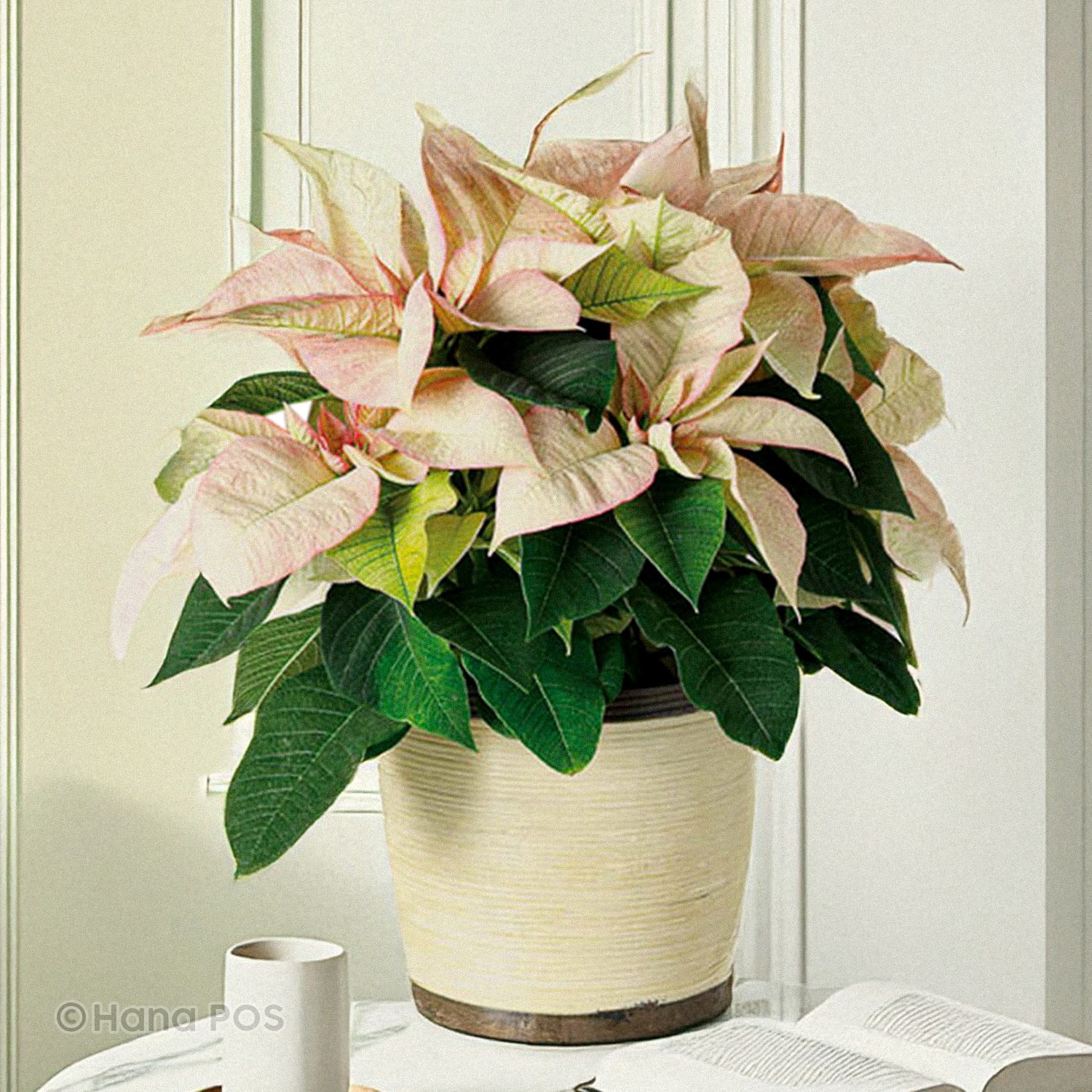Pink Poinsettia