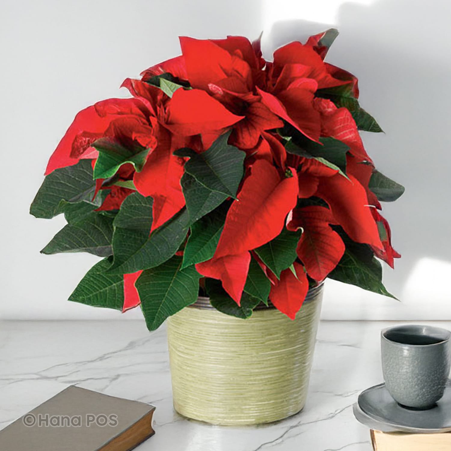 Red Poinsettia