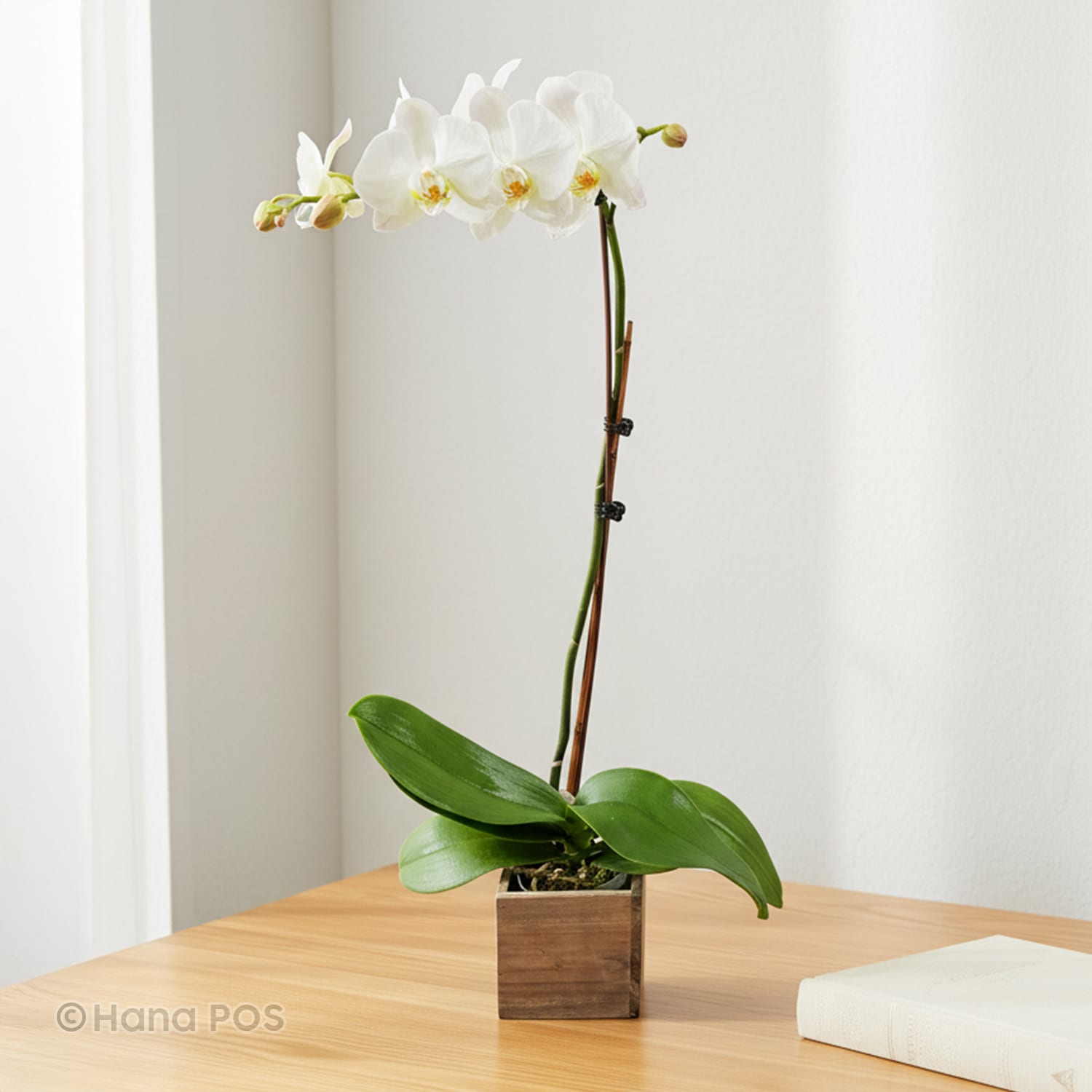 White Orchid Plant Flower Bouquet
