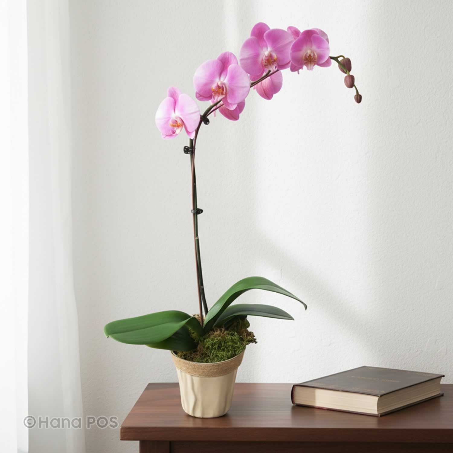 Pink Orchid Plant
