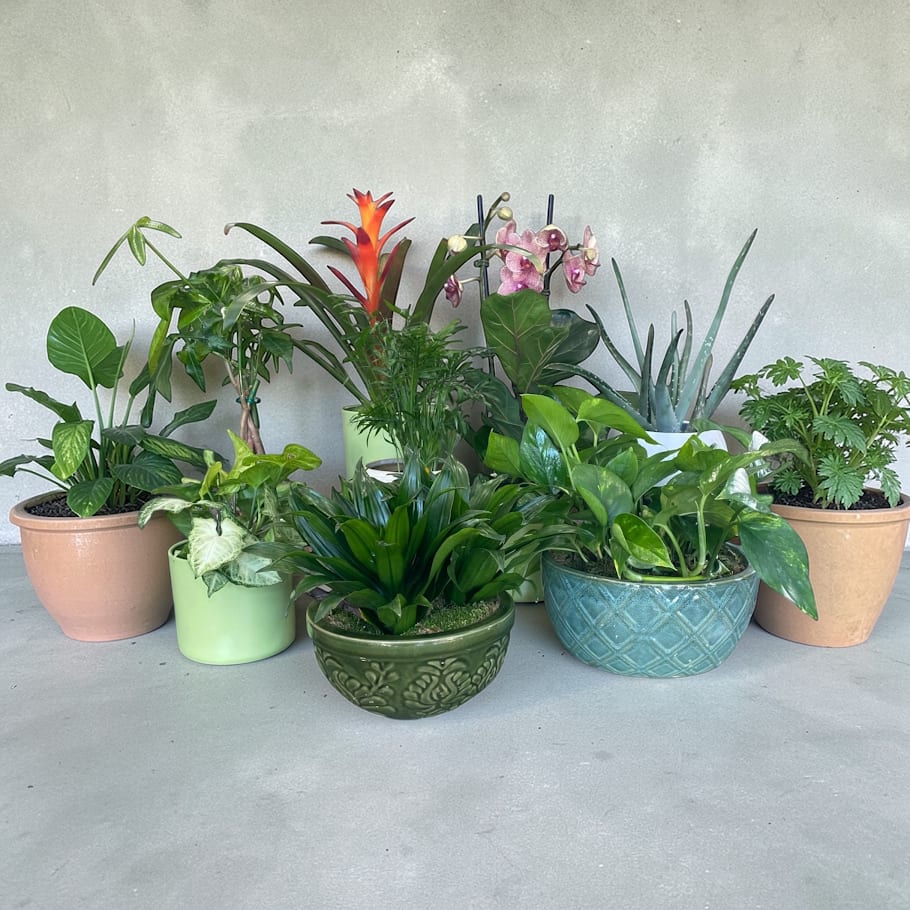 Designer’s Choice House Plant Flower Bouquet