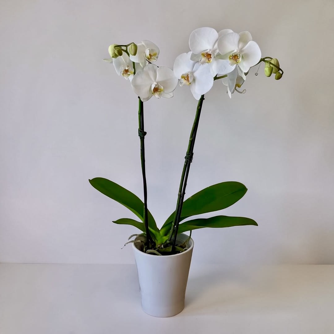 Phalaenopsis Orchid Plant