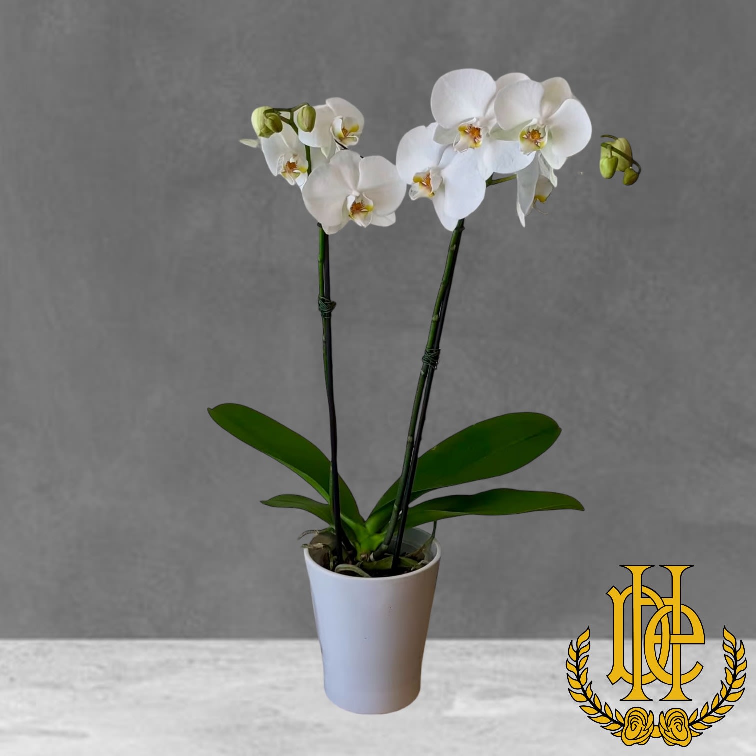 Phalaenopsis Orchid Plant Flower Bouquet