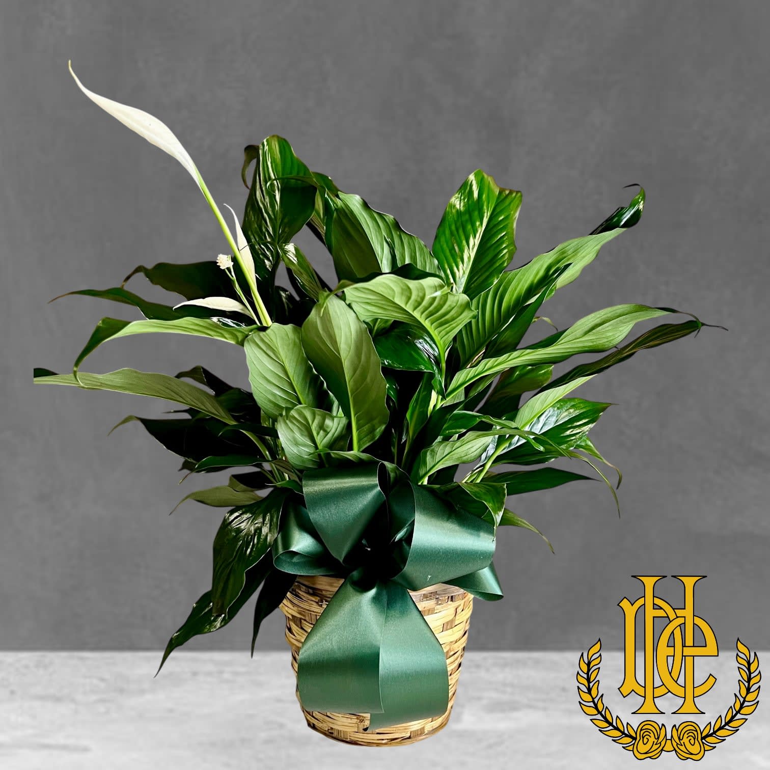 Peace Lily Plant
