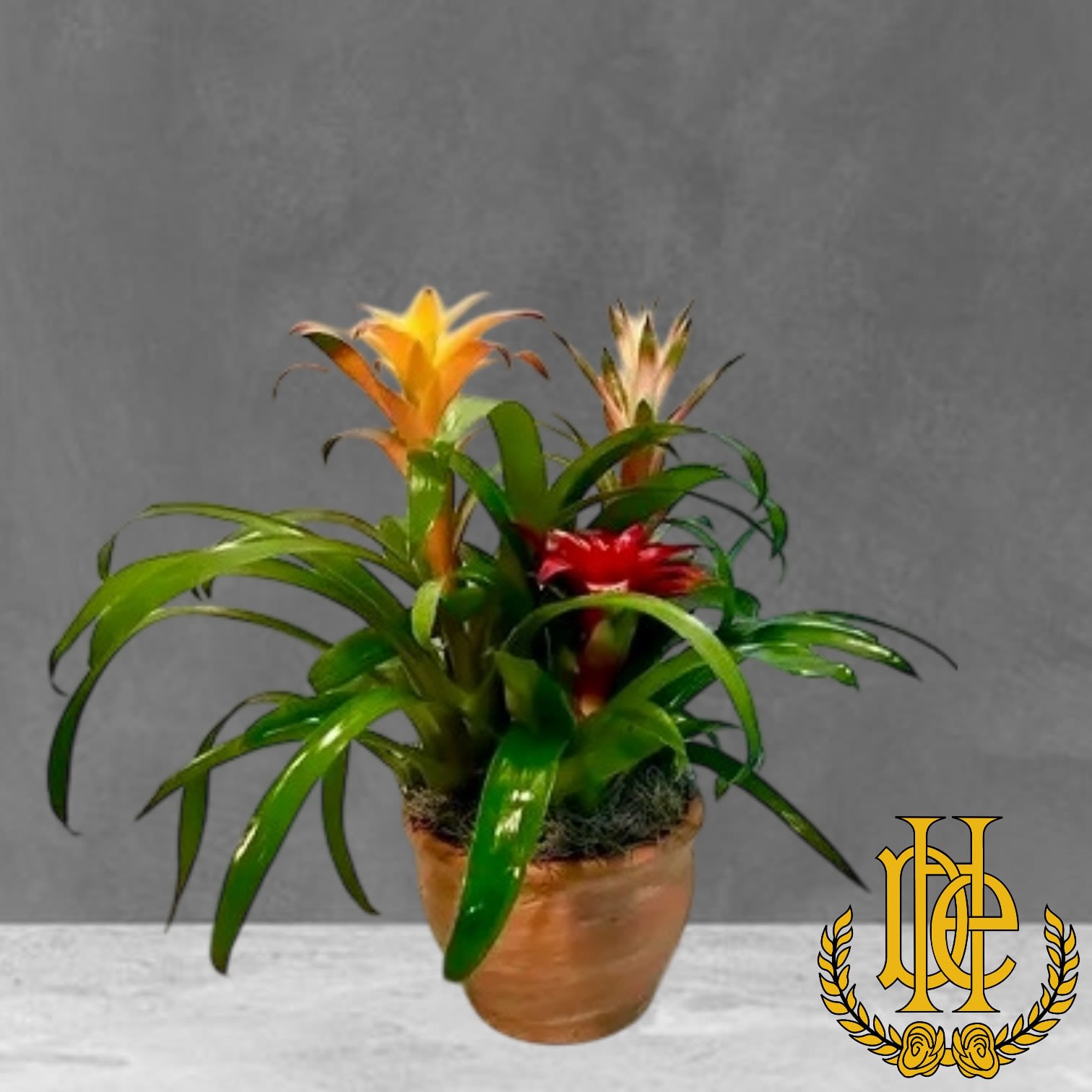 Triple Bromeliad Pot