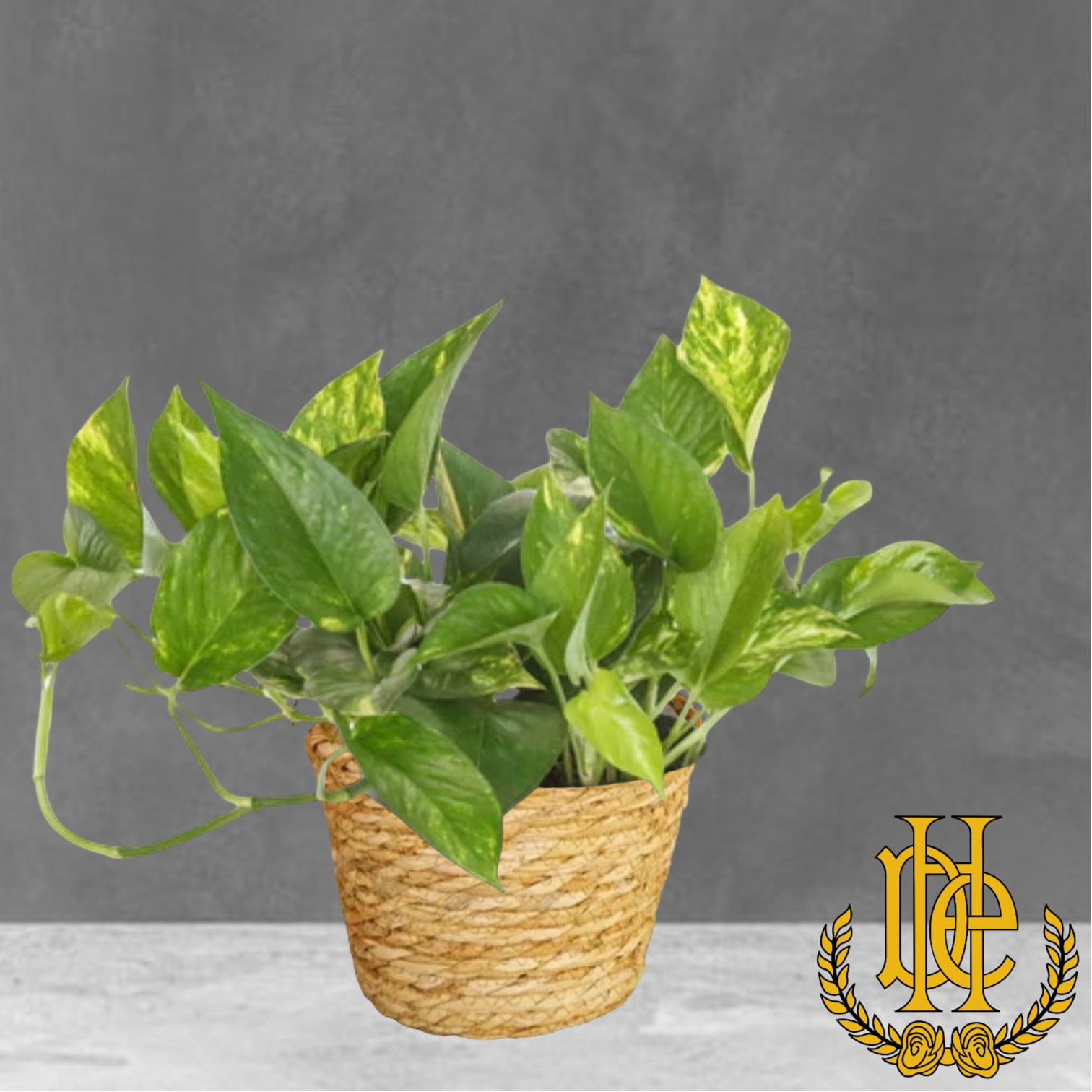 Pothos Ivy