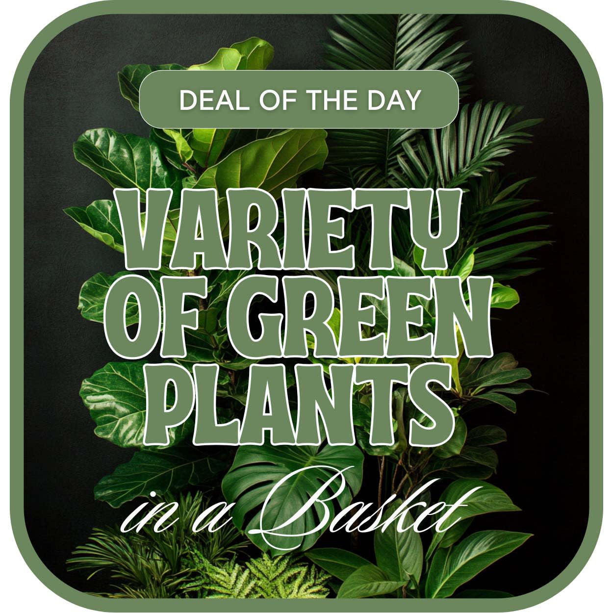 Designer's Choice - Variety of Green Plants Flower Bouquet