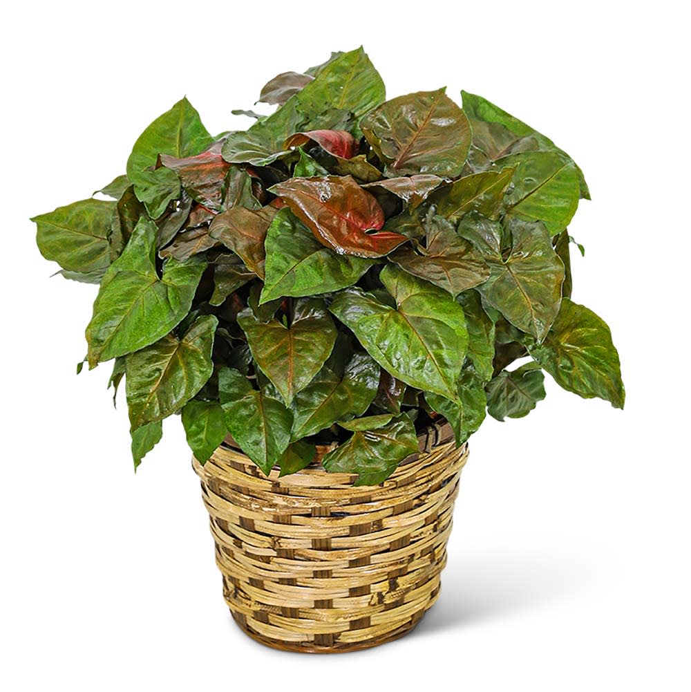 Arrowhead Plant in Basket Flower Bouquet