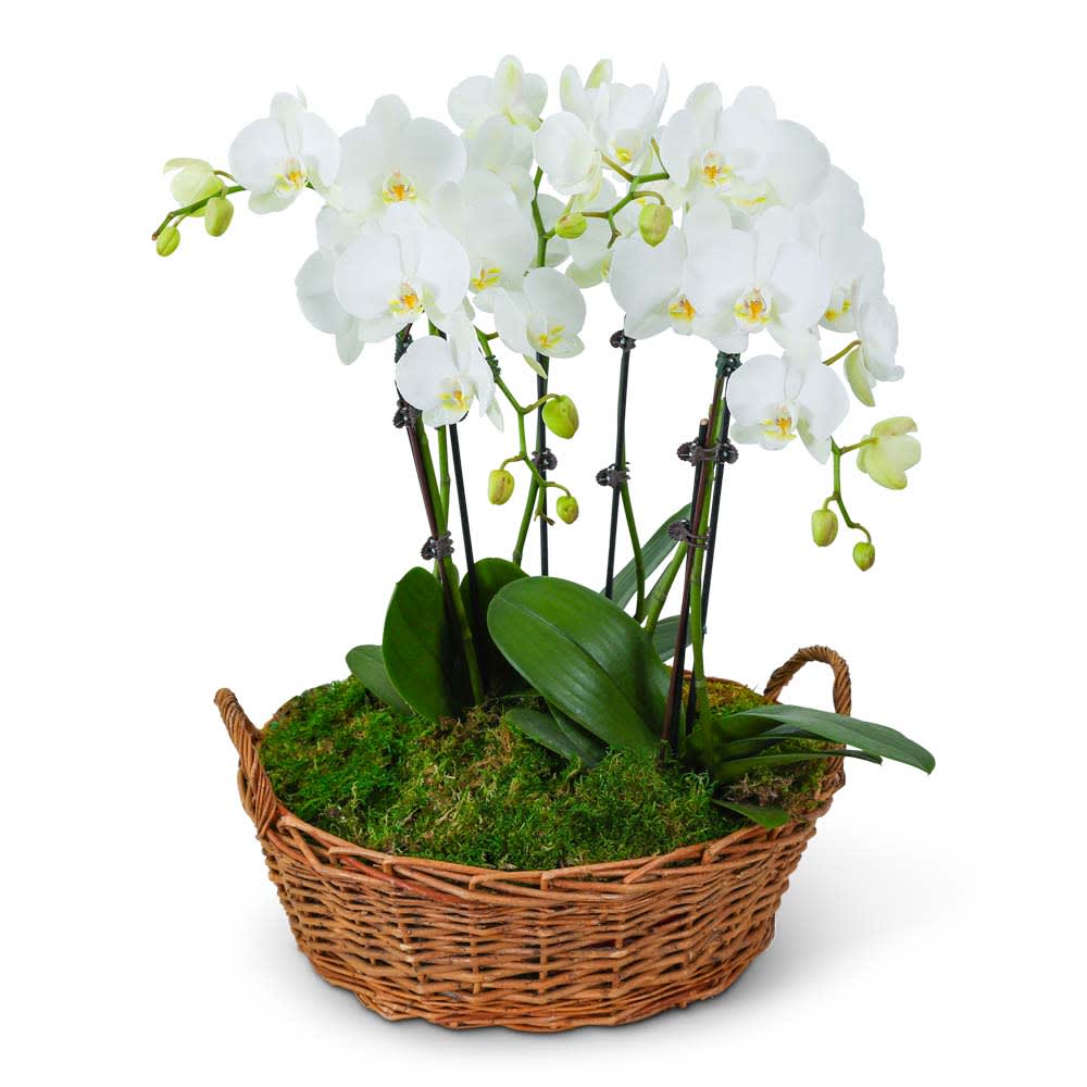 Serenity Orchid Plant Flower Bouquet