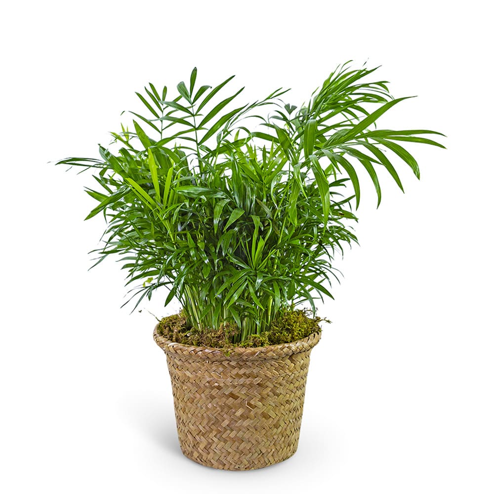 Palm Plant in Basket Flower Bouquet