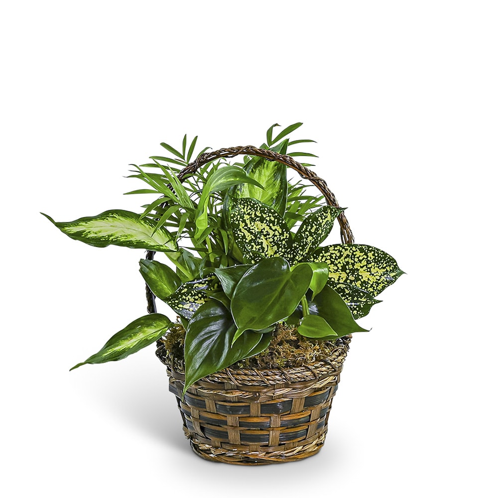 Tranquil Dish Garden in Basket Flower Bouquet