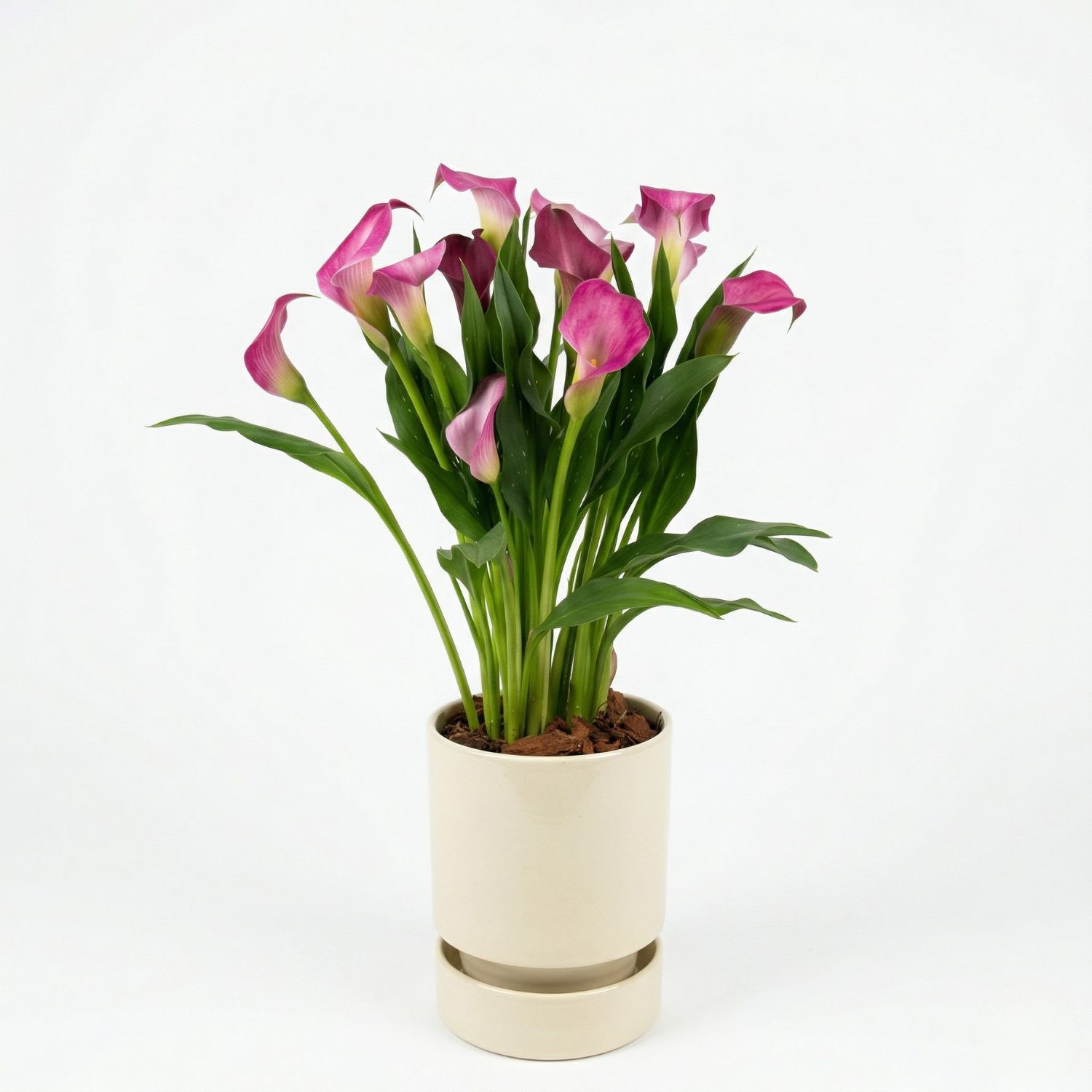 CALLA LILY Flower Bouquet