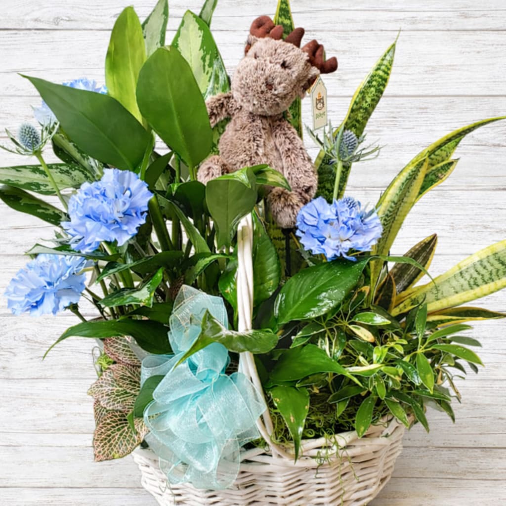 Baby Boy Dish Garden with Stuffie Flower Bouquet