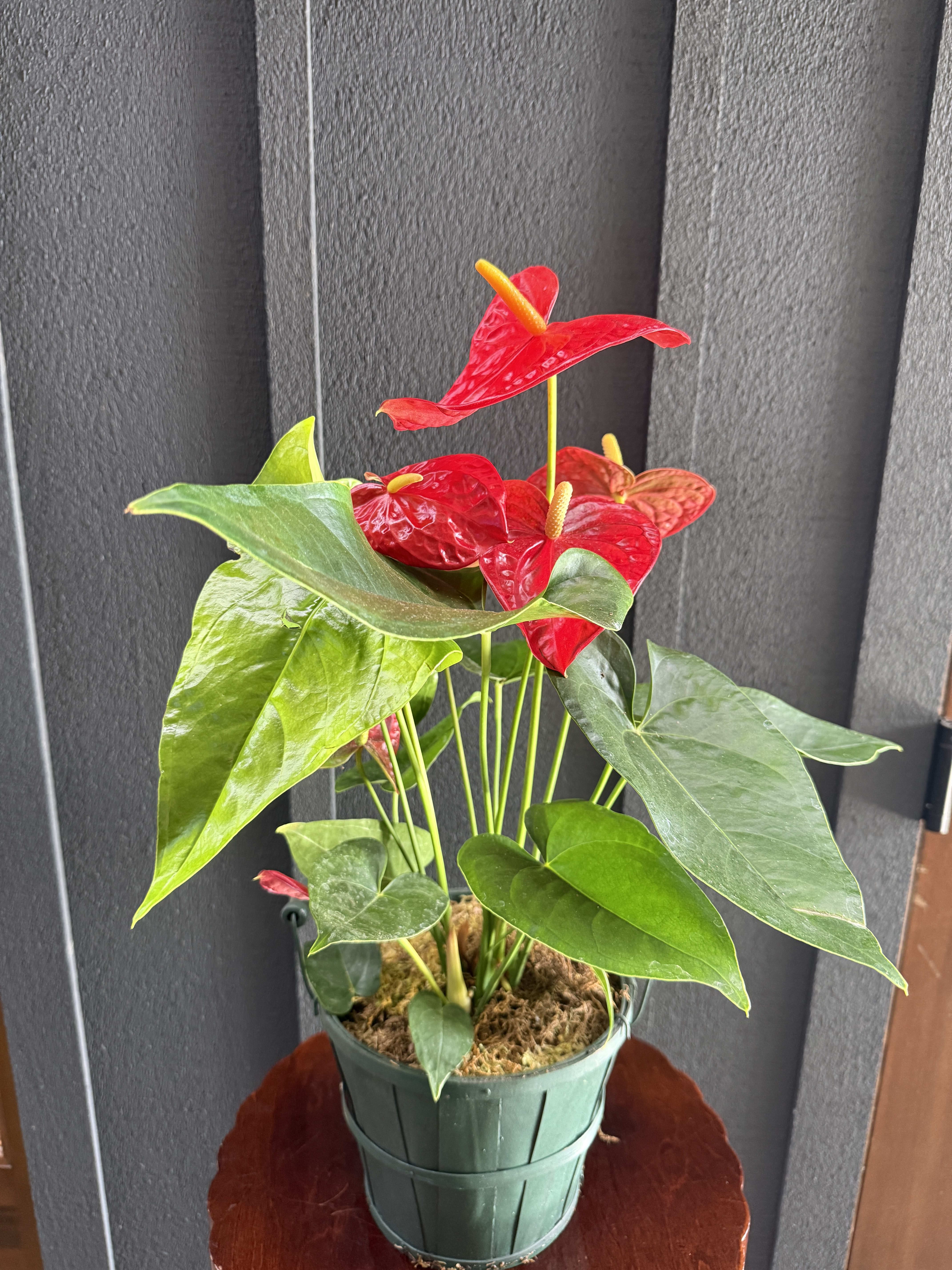 Anthurium Plant - 6" Red Flower Bouquet