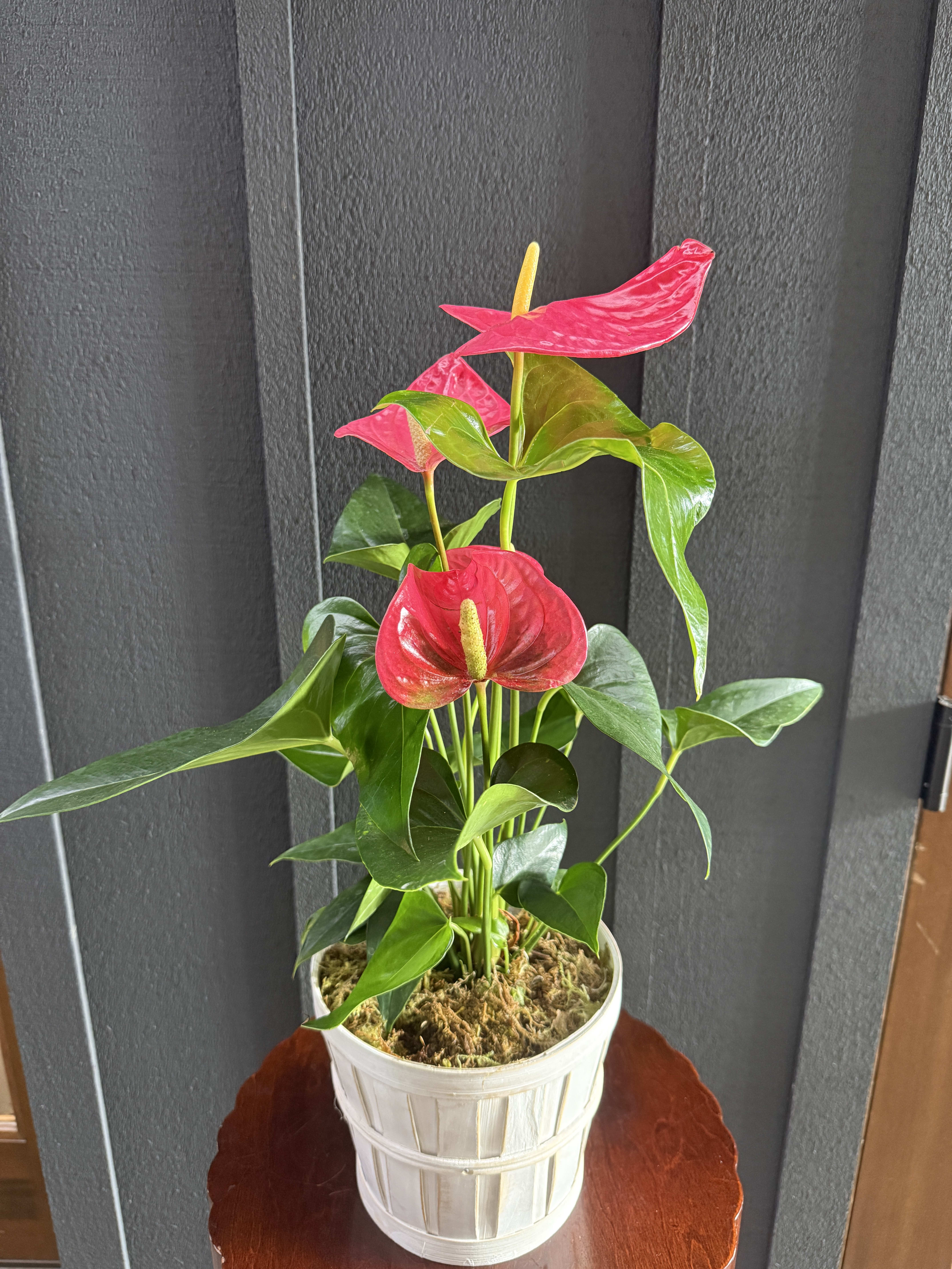 Anthurium Plant - 6" Pink Flower Bouquet
