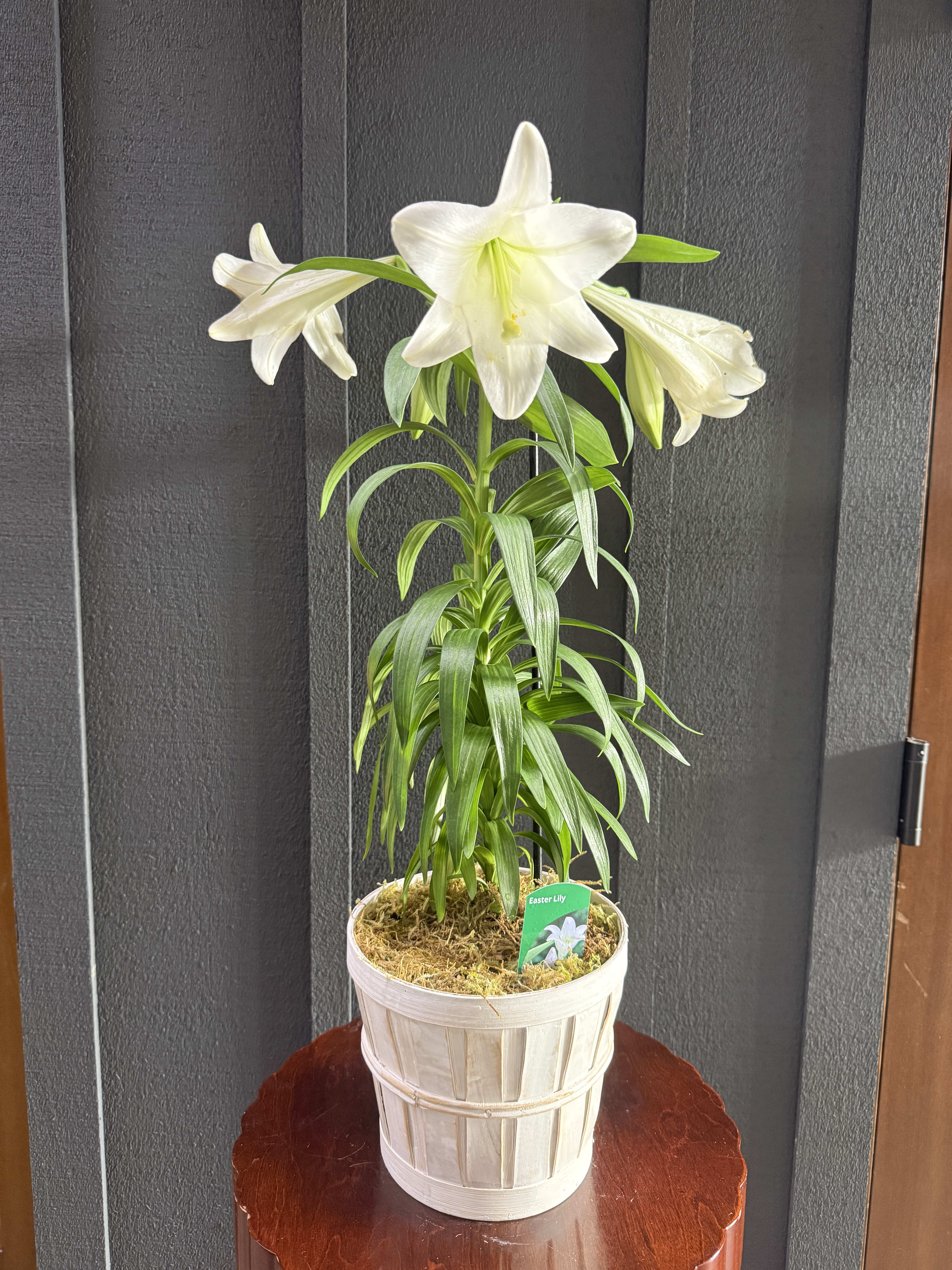 Easter Lily 6"