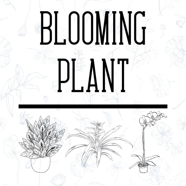 Blooming Plant
