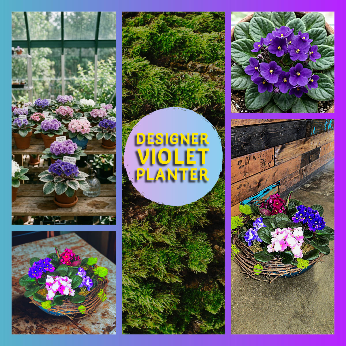Designer Violet Planter - Plants & Botanicals