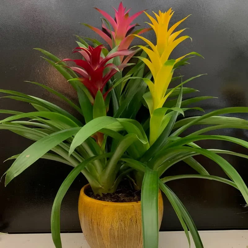 Triple Bromeliad in Ceramic Flower Bouquet