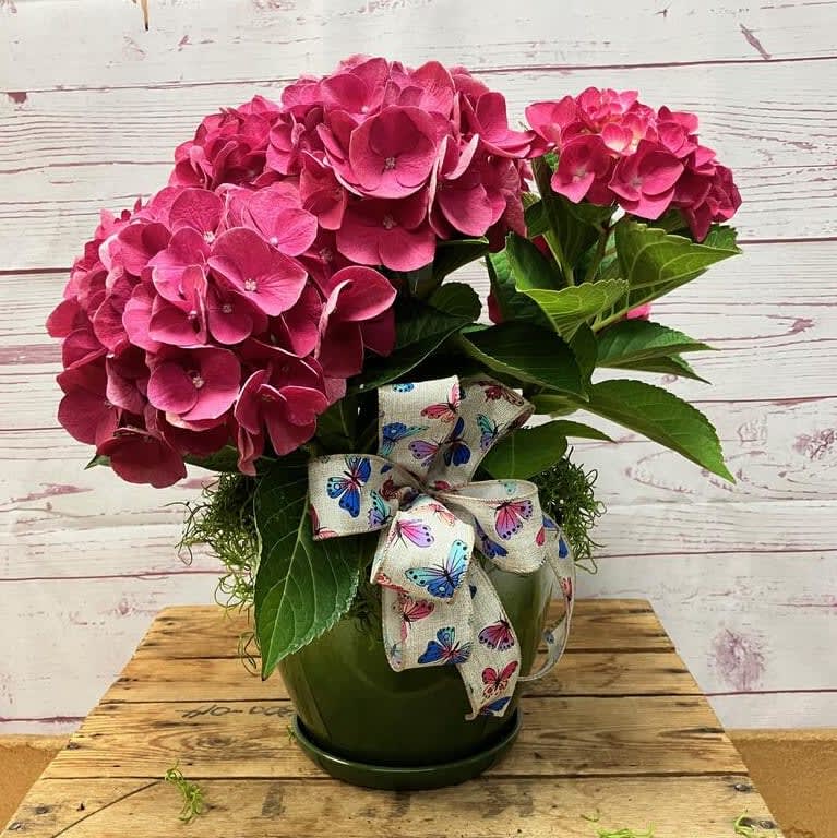 Hypnotic Hydrangea Plant Flower Bouquet