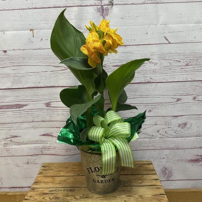 Canna Outdoor Blooming Plant