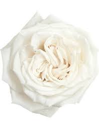 White Roses Playa Blanca