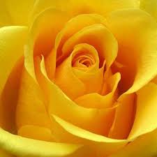 Yellow Roses
