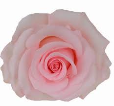 Pink Light Novia