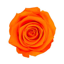 Orange Roses