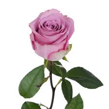 Purple Roses