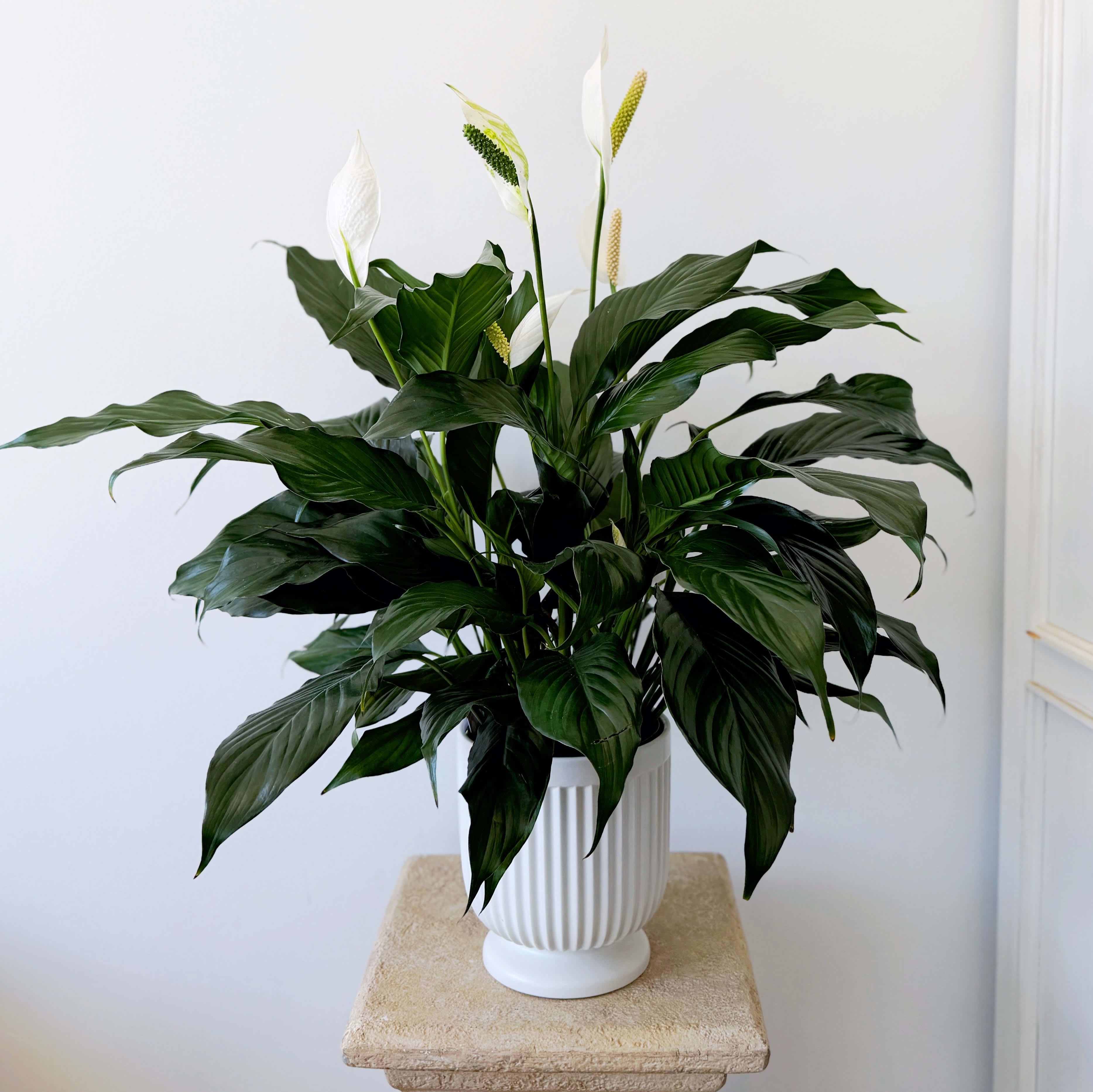 Comfort Planter Peace Lily