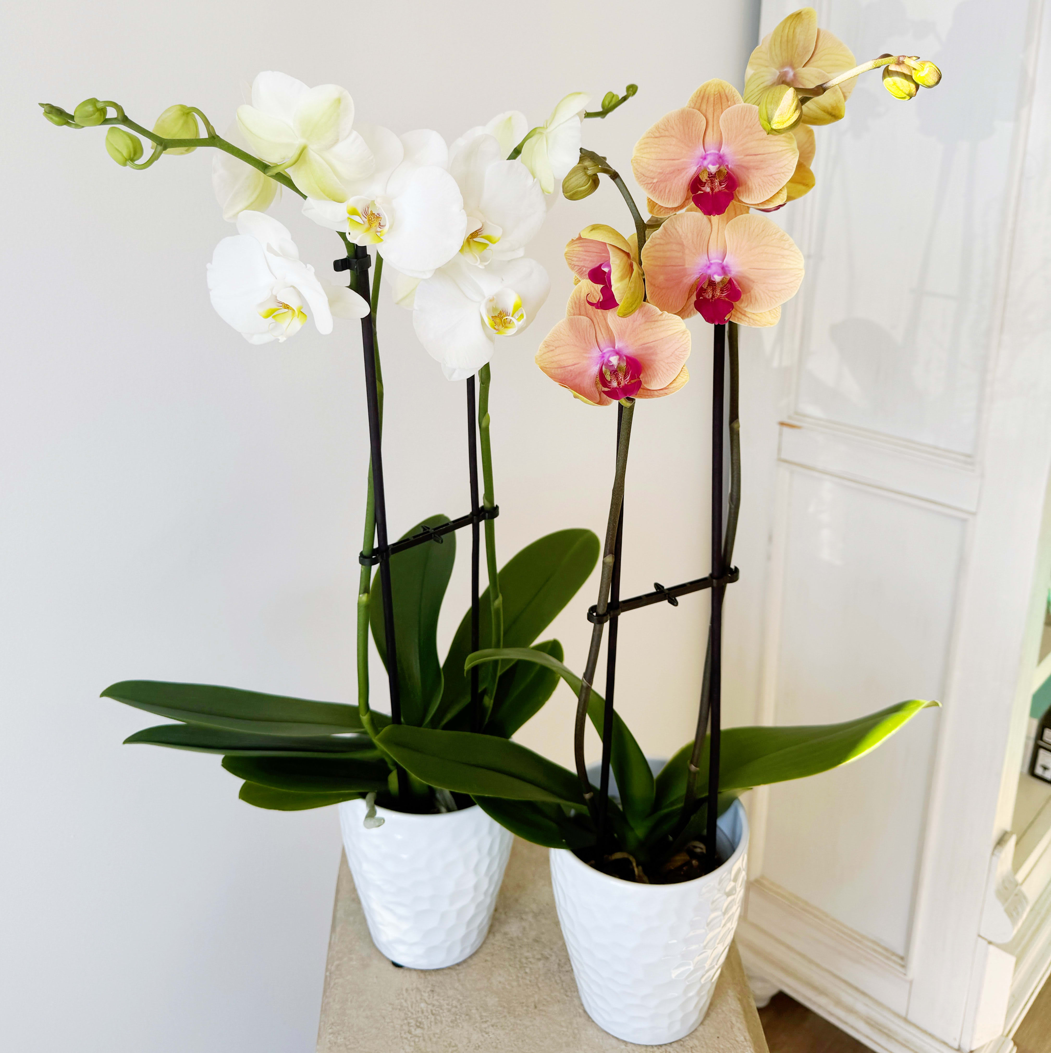 Double Stem Phalaenopsis Orchid