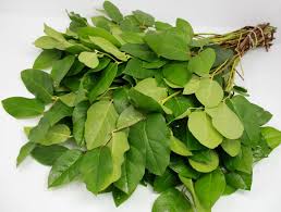 Salal