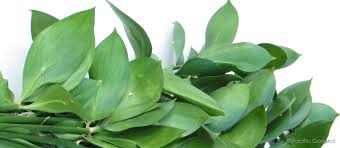 Ruscus
