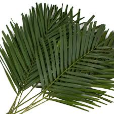 Robelli