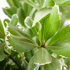 Pittosporum
