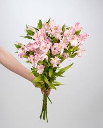 Alstroemeria