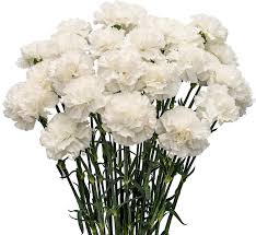 Carnations Flower Bouquet